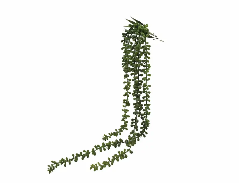 Senecio